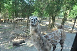 Circle G Ranch (You MUST See!)