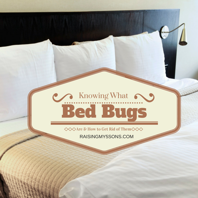 Knowing What Bed Bugs Are and How to Get Rid of Them