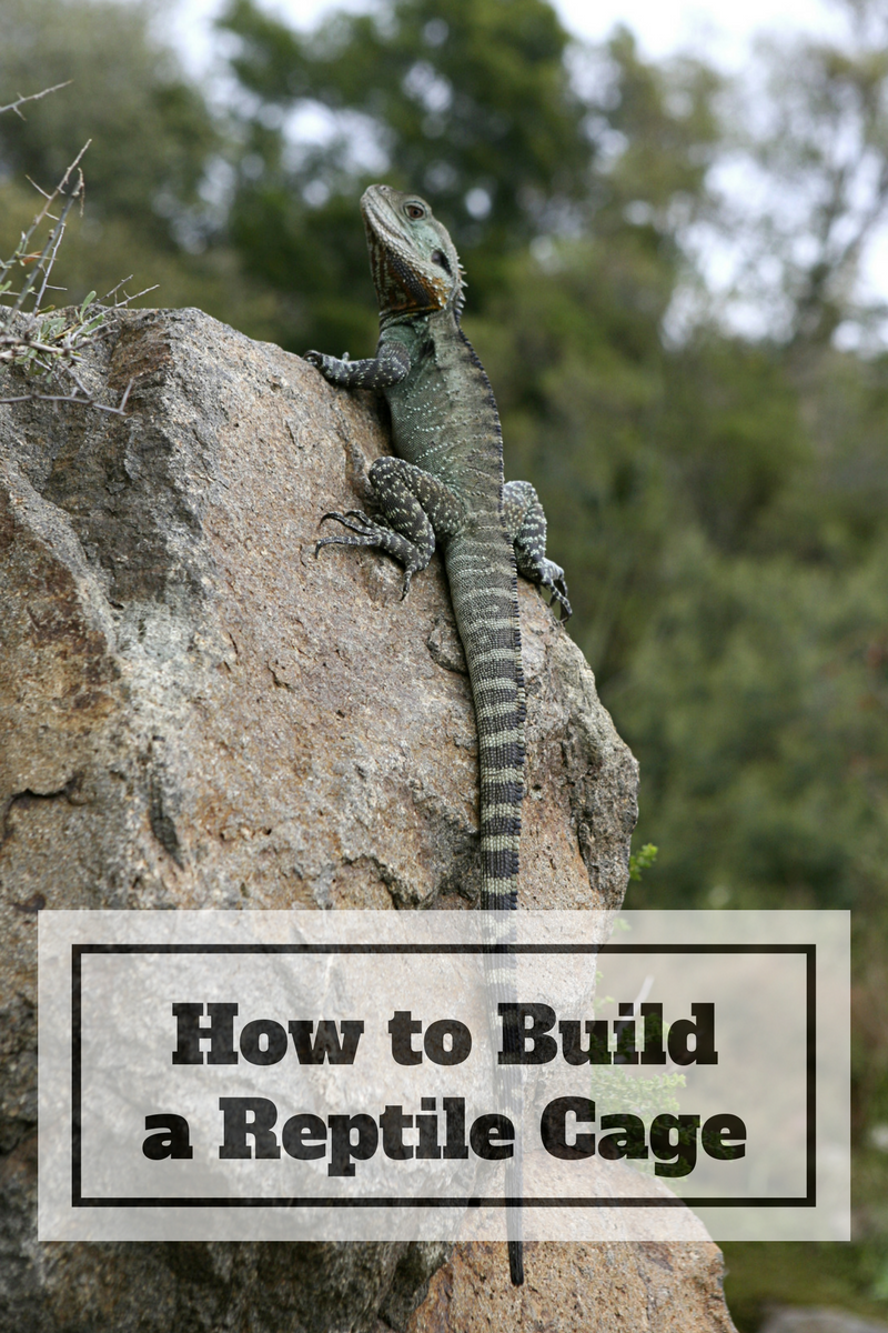 How to Build a Reptile Cage