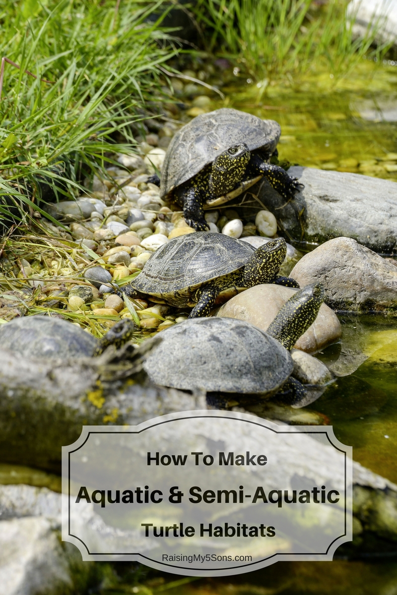 How to make Aquatic & Semi-Aquatic Turtle Habitats